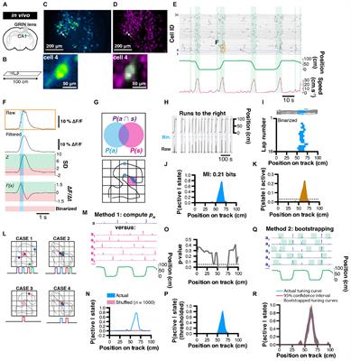 A Probabilistic Framework for Decoding Behavior From in vivo Calcium Imaging Data